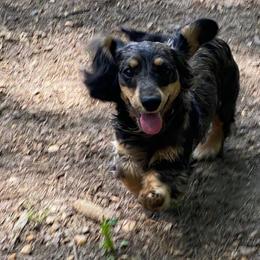 Danny - Dachshund