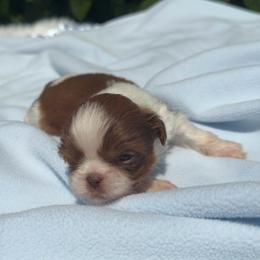 Boy1 - Red and white male Shih Tzu puppy in Covina, California from Shih_doodle_Co