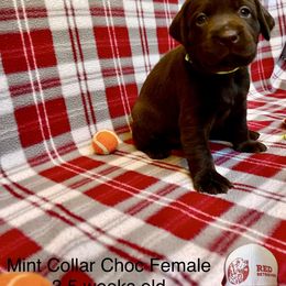 Mint Collar - Chocolate female Labrador Retriever puppy in Alvin, Texas from Red Retrievers