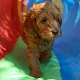 Cavapoo Puppies from Patriot Pups Cavapoos