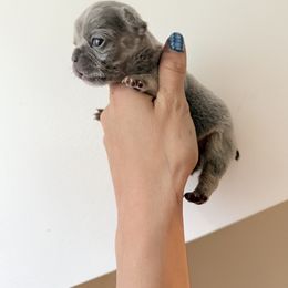 Millie - Tricolors female French Bulldog puppy in Huron, Ohio from Noya French bulldogs