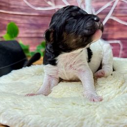 Tammy Wynette - Phantom female Poodle puppy in Middlebourne, West Virginia from El Silencio Standard Poodles