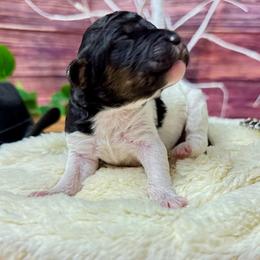 Tammy Wynette - Phantom female Poodle puppy in Middlebourne, West Virginia from El Silencio Standard Poodles