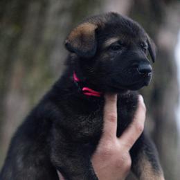 Pink collar - Sable female German Shepherd puppy in Prospect, Connecticut from Di Massimo Canile