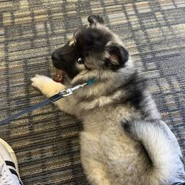 Keeshond Puppies from Hocking Hills Keeshonds