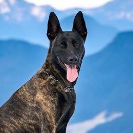 Belgian Malinois, Dutch Shepherds, and German Shepherds from Runchkin Hill K9