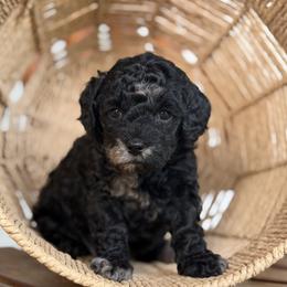 Girl 1 - Merle female Cockapoo puppy in Waco, Texas from Cedar Ranch