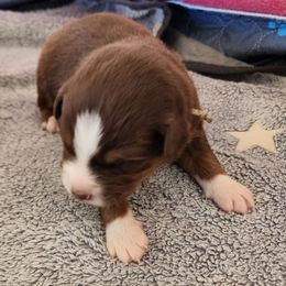 Grey - Red tri-color male Australian Shepherd puppy in Camp Verde, Arizona from Diamond Pines Farm