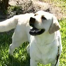 Pub - Labrador Retriever