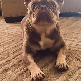 Audie - French Bulldog