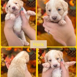 Hank - Cream male Goldendoodle puppy in Decatur, Tennessee from Diamond's Doodles