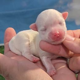 Joseph - White male Maltese puppy in Aurora, Missouri from KnJ Precious Paws LLC