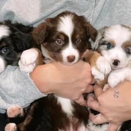 Miniature Australian Shepherds from M&M Kennels