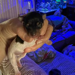 Pup B - White black and tan male Toy Fox Terrier puppy in Clermont, Florida from Debbie Hiles's Toy Fox Terriers