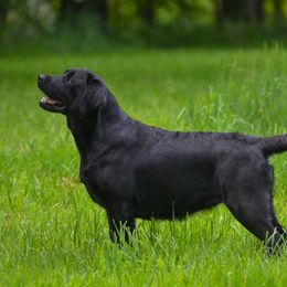 Blossom - Labrador Retriever