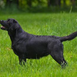 Blossom - Labrador Retriever