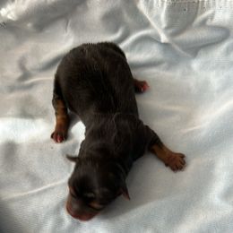 Yorkshire Terrier puppies from Mary's Precious Yorkies