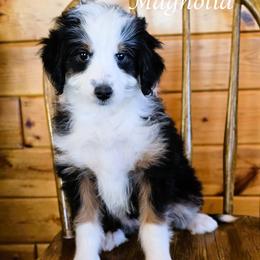 Magnolia - Black tri-color female Aussiedoodle puppy in Lancaster, Minnesota from Wilson Cattle Co.