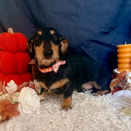 Nut - Dachshund