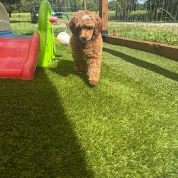 Jagger - Apricot male Poodle puppy in Mount Vernon, Illinois from AMC Poodles