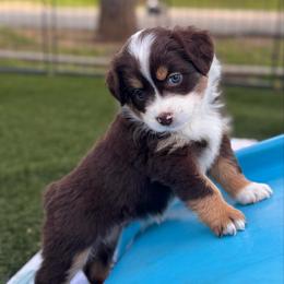 Mila (Dakota) - Red tri-color female Australian Shepherd puppy in Ramona, California from Blue Moon Aussies