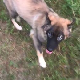 Siberian Husky Puppies from Blue Moon Siberian Husky Haven