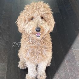 Zippy - Goldendoodle