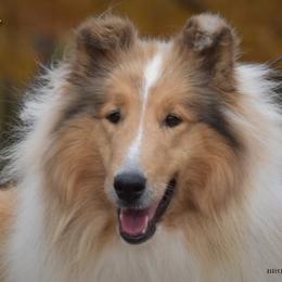Collie puppies from Brookwood Collies, Smooth & Rough