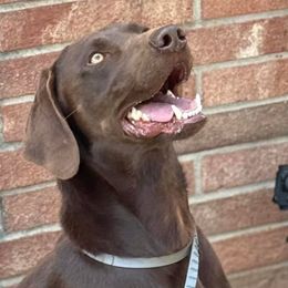 Snipe - Labrador Retriever