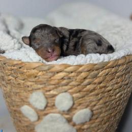 Undertow - Blue merle male Aussiedoodle puppy in Saint Cloud, Florida from Jagged Oaks Farm