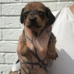 Girl 2 - Sable female Dachshund puppy in Brandon, Mississippi from A & N Kennels