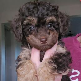 Mars - Red tri-color male Aussiedoodle puppy in Prescott Valley, Arizona from Ramirez Family Doodles