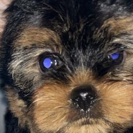 Rottweilers and Yorkshire Terriers from Amazing Companions Kennel