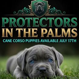Cane Corso puppies from Protectors in the Palms
