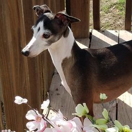 Italian Greyhounds from Paws by Tracy