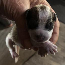 L65-03 - Red speckled male Australian Cattle Dog puppy in Sheridan, Oregon from 6pk Cattledogs