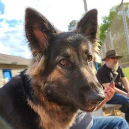 German Shepherds from Cairn's Shepherds