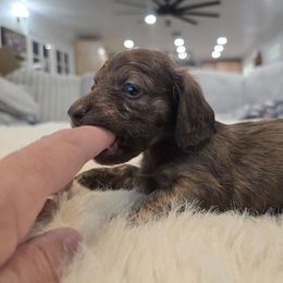 Girl 1 - Chocolate and cream female Dachshund puppy in Price, Utah from Stone Kennels