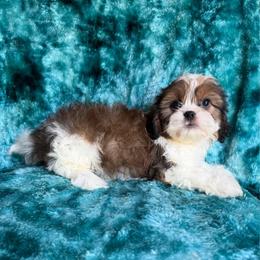 Rafael - Red and white male Cavatzu puppy in Knoxville, Tennessee from Rocky Top Cavapoos