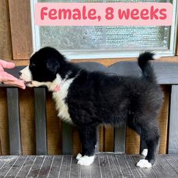 Light pink collar - Black and white female Yakutian Laika puppy in Bethel, Ohio from Caldersong Kennels