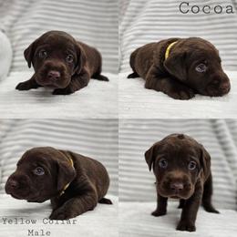 Cocoa - Yellow Collar - Chocolate female Labrador Retriever puppy in Boyd, Minnesota from Lindley Labradors