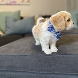 Cavachon, Cavalier King Charles Spaniel, and Cavapoo Puppies from Cavachon Love