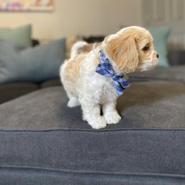 Cavachon, Cavalier King Charles Spaniel, and Cavapoo Puppies from Cavachon Love