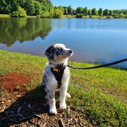 Australian Shepherd Puppies from Augusta Aussies