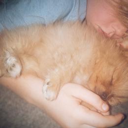 Labrador Retriever and Pomeranian Puppies from Endure Farm Inc