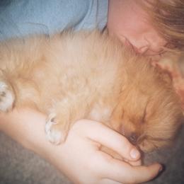 Labrador Retriever and Pomeranian Puppies from Endure Farm Inc