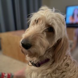 Tilly - Goldendoodle