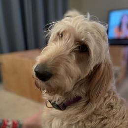 Tilly - Goldendoodle