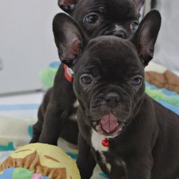 Girl 7 - Black and white French Bulldog puppy in Houston, Texas from Kiss My Frenchies