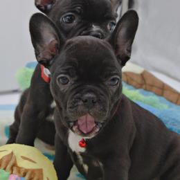 Girl 7 - Black and white French Bulldog puppy in Houston, Texas from Kiss My Frenchies